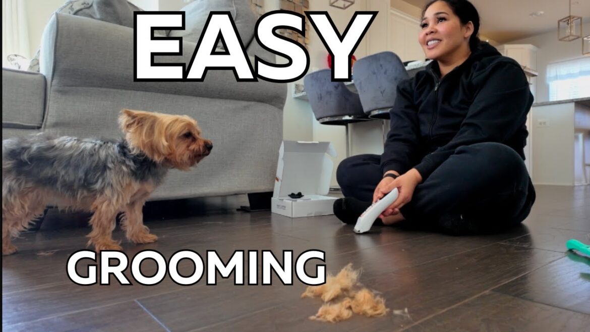 EASY WAY to Groom a Yorkie at HOME