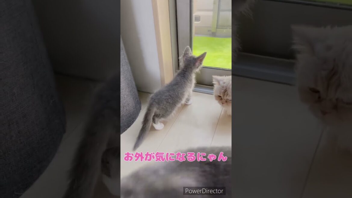 巻き毛猫ラパーマちゃん🐈🐾御家族募集中❣️ 【お問合せ詳細は説明欄に記載あります】 #ラパーマ #猫 #ブリーダー直販 #マンチカン #ミヌエット #子猫 #猫のいる暮らし #子猫販売 巻き毛猫ラパーマちゃん🐈🐾御家族募集中❣️ 【お問合せ詳細は説明欄に記載あります】 #ラパーマ #猫 #ブリーダー直販 #マンチカン #ミヌエット #子猫 #猫のいる暮らし #子猫販売