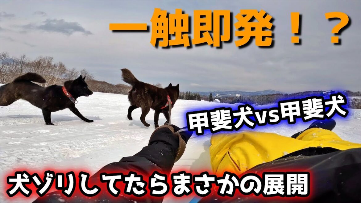 甲斐犬と犬ゾリ&雪山で解き放ったらこうなった・・・【喧嘩！？】