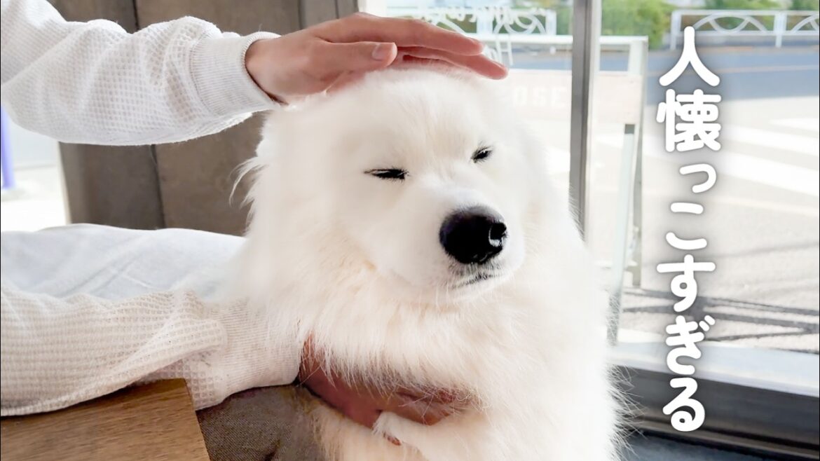 人懐っこすぎて初対面の人にもグイグイ撫でられにいく愛嬌たっぷりの犬がかわいすぎました…