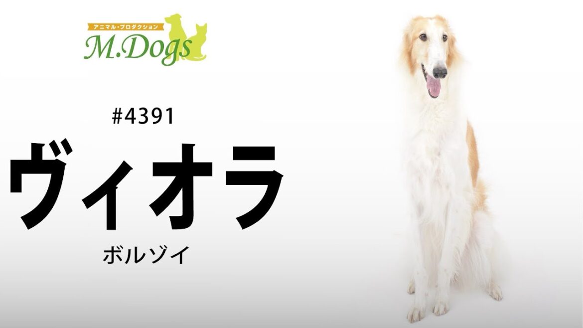 ペットモデル #4391 ボルゾイ「ヴィオラ」