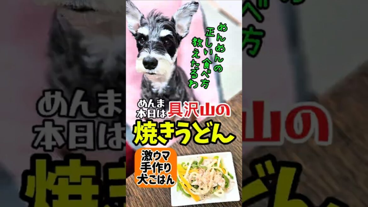 具沢山の焼きうどん!激ウマ手作り犬ごはん!【ミニチュアシュナウザー】#めんまのへや#わんこごはん #犬のいる生活 具沢山の焼きうどん!激ウマ手作り犬ごはん!【ミニチュアシュナウザー】#めんまのへや#わんこごはん #犬のいる生活