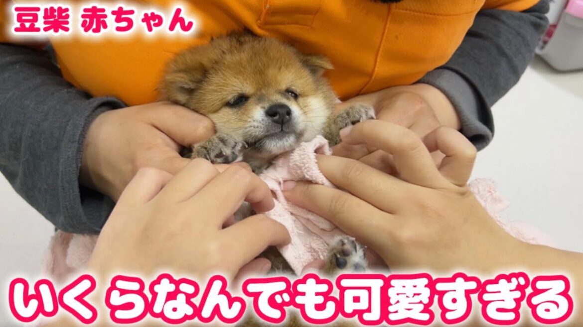 【豆柴犬】生後1ヶ月の赤ちゃんを初めてのお風呂に入れてみた!【子犬と癒し】まめしば亭ブログvlog 【豆柴犬】生後1ヶ月の赤ちゃんを初めてのお風呂に入れてみた!【子犬と癒し】まめしば亭ブログvlog