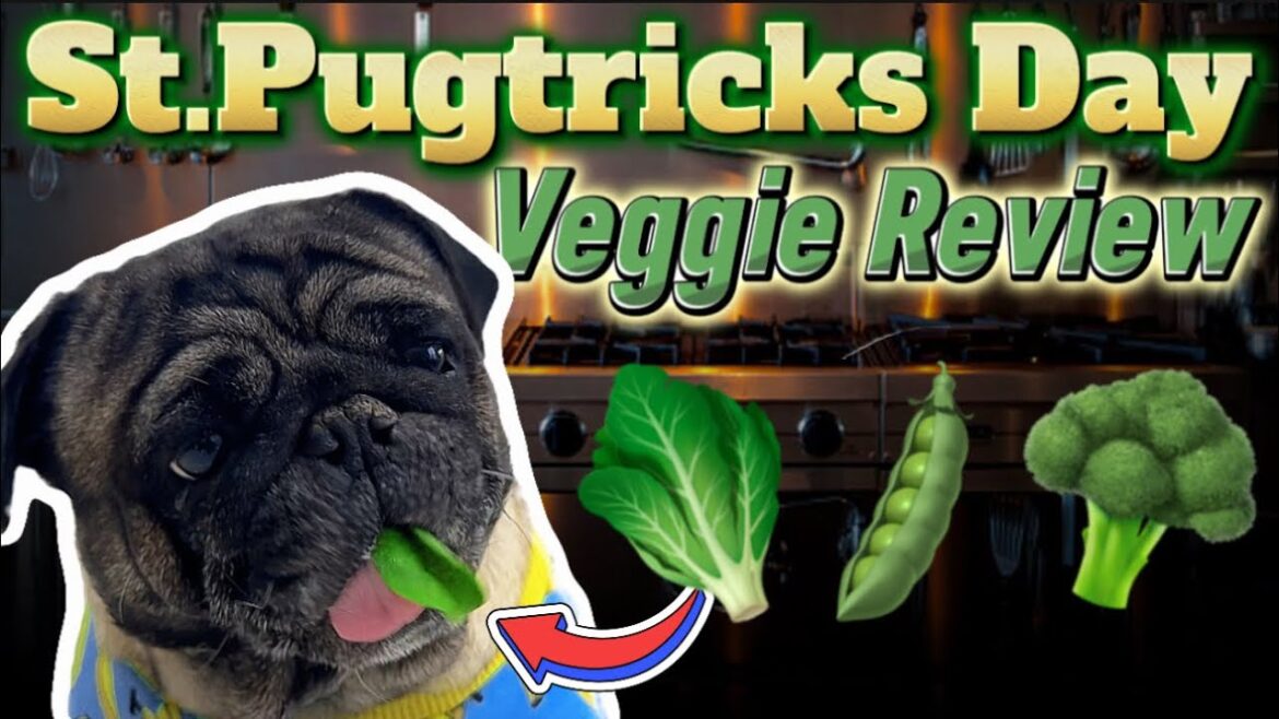 Are Pugs Picky Eaters? Cute Pug Food Review: Veggie Edition!