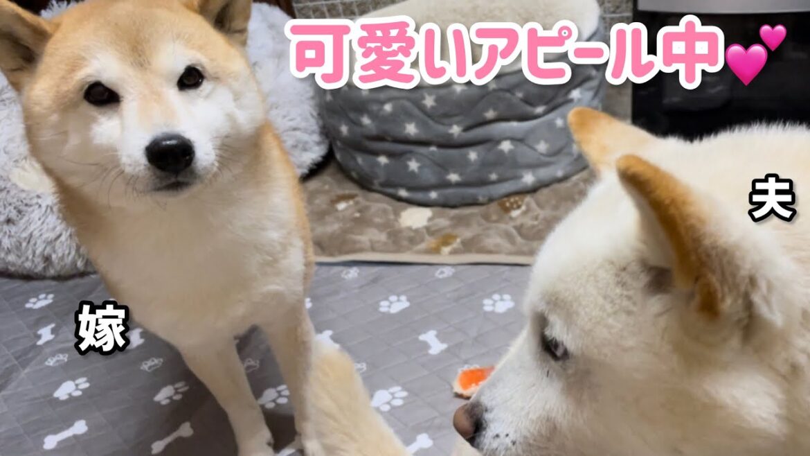 スイッチがおかしい柴犬みかんが可愛いアピールしてきます♪