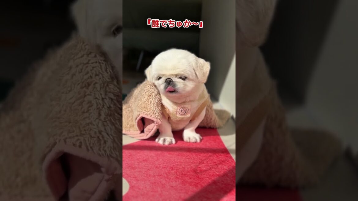 ボクだよ！ぶんちゃんだよ🐶 #shorts #youtubeshorts #shortvideo #dogshorts #pekingese #ペキニーズ #犬 #犬のいる生活 #犬のいる暮らし