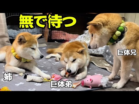柴犬辛抱姉弟に少々お付き合いくださいwひたすら待つのは陽気な弟柴犬(巨)のアレ一択! 柴犬辛抱姉弟に少々お付き合いくださいwひたすら待つのは陽気な弟柴犬(巨)のアレ一択!