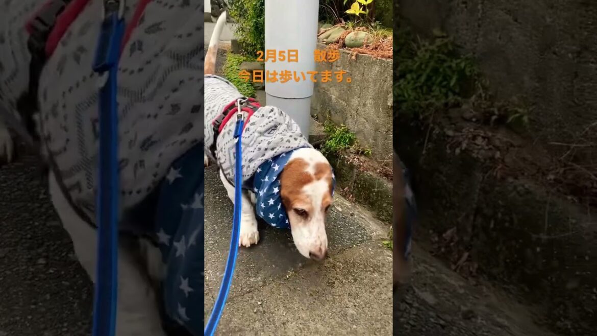 #bassethounds #bassett