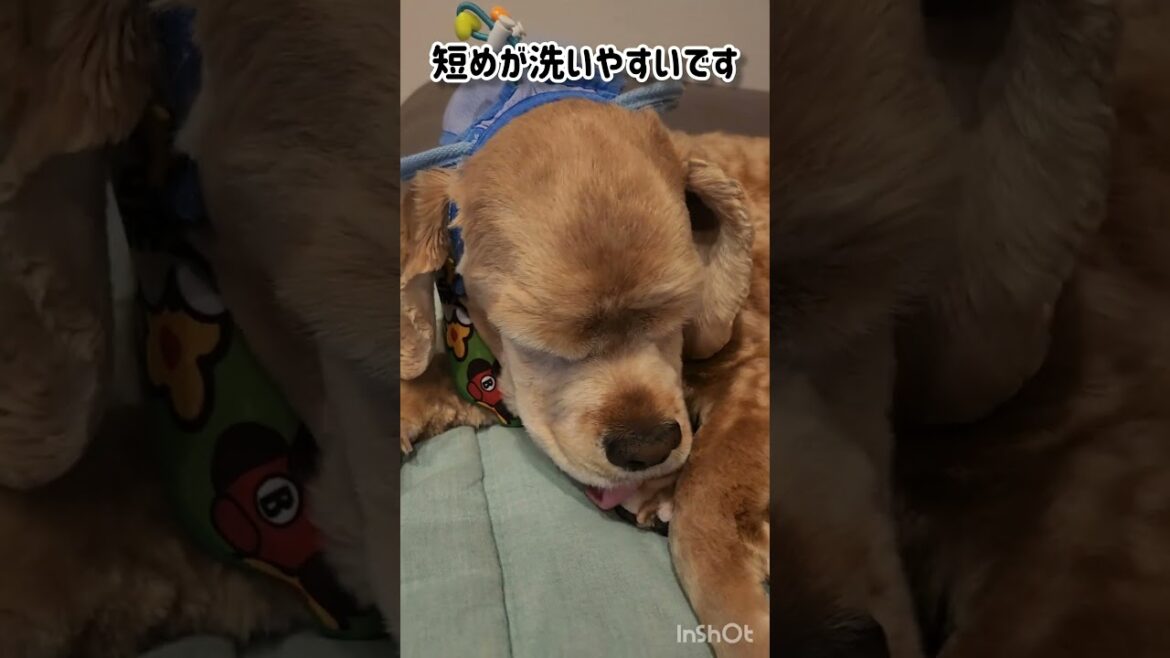 アメコカの良さ＆ラクさ #shorts #アメリカンコッカースパニエル #アメコカ