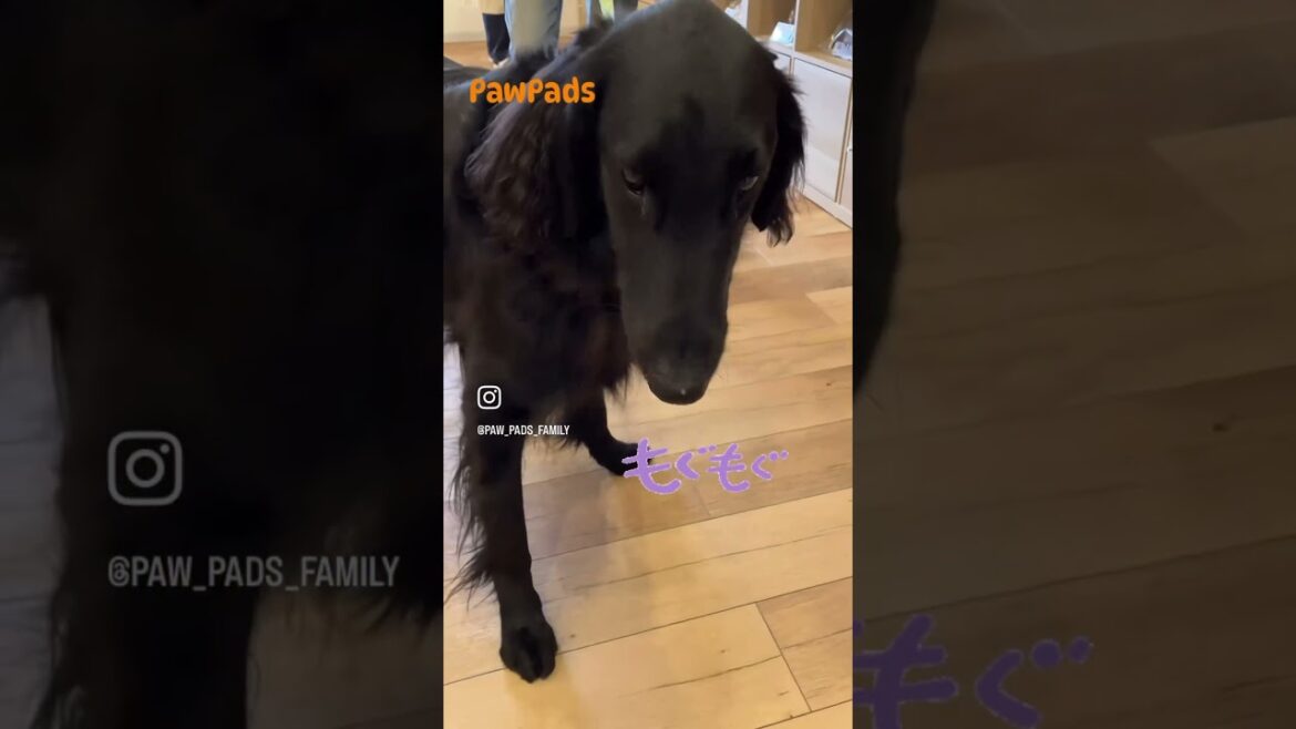 フラットコーテッドレトリーバーのソウルくんご来店😍 #犬 #無添加おやつ #pawpads