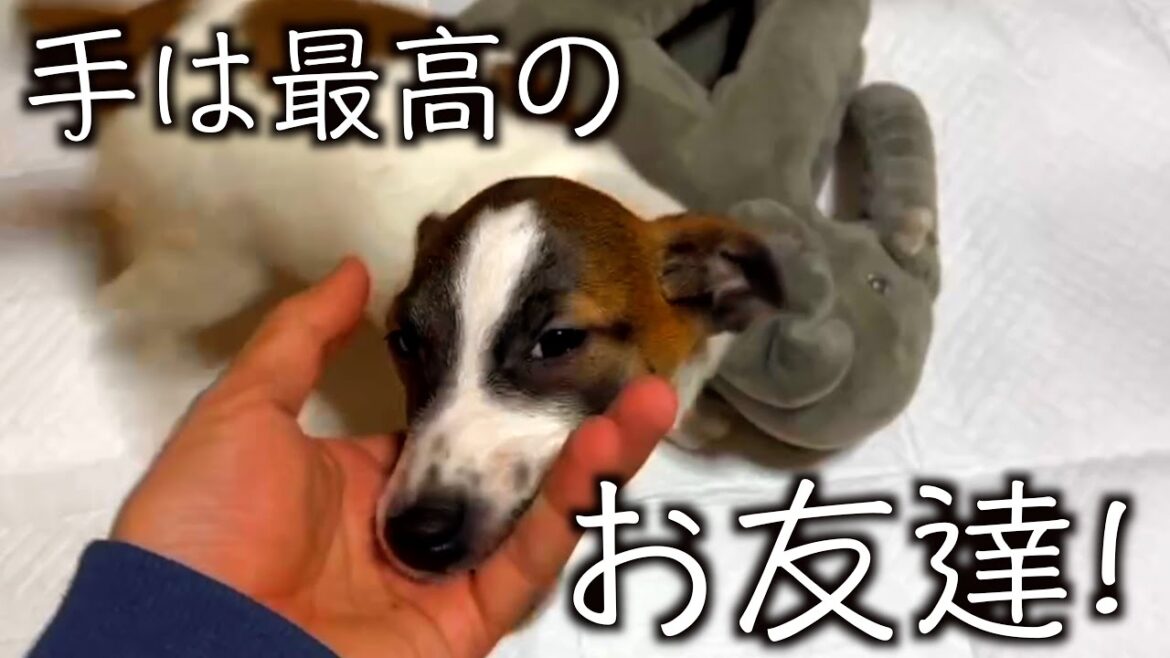 【 ジャックラッセルテリア 】仔犬ちゃんにとって手は最高のお友達です！「にくきゅう」