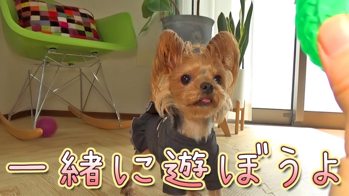 【ヨークシャテリア】一人も良いけど一緒に遊ぼうよ！【Yorkshire Terrier】