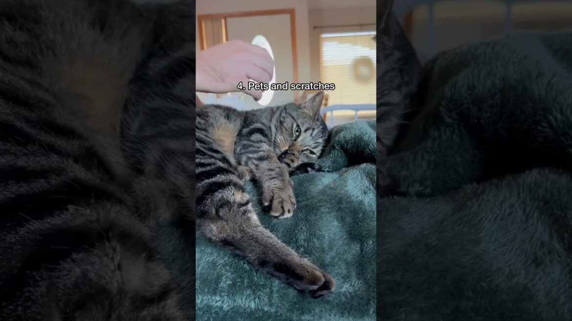 4 Subtle Ways To Show Your Cat You Love Them 😍  #cat #mewmewmingle #catdelights #cutecat  Credit: �