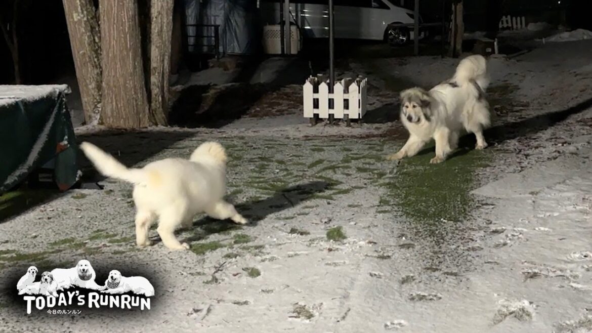 思い切って遊べる相手ができてとても嬉しそうなベルです　Great Pyrenees　グレートピレニーズ