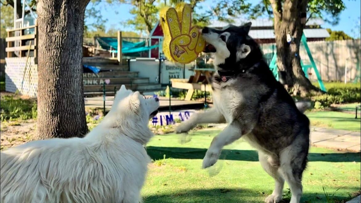 Giant Malamute Destroys Birthday Piñata in Pure Joy #alaskanmalamute #pinata