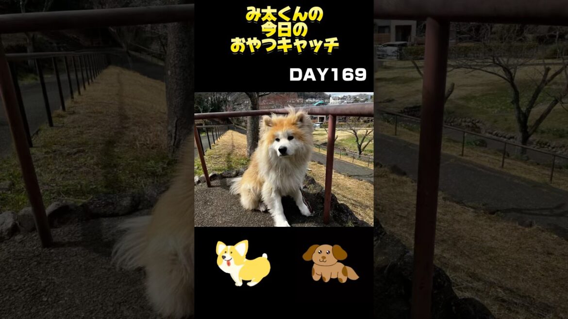 み太くんの今日のおやつキャッチ169日目#秋田犬 #癒し