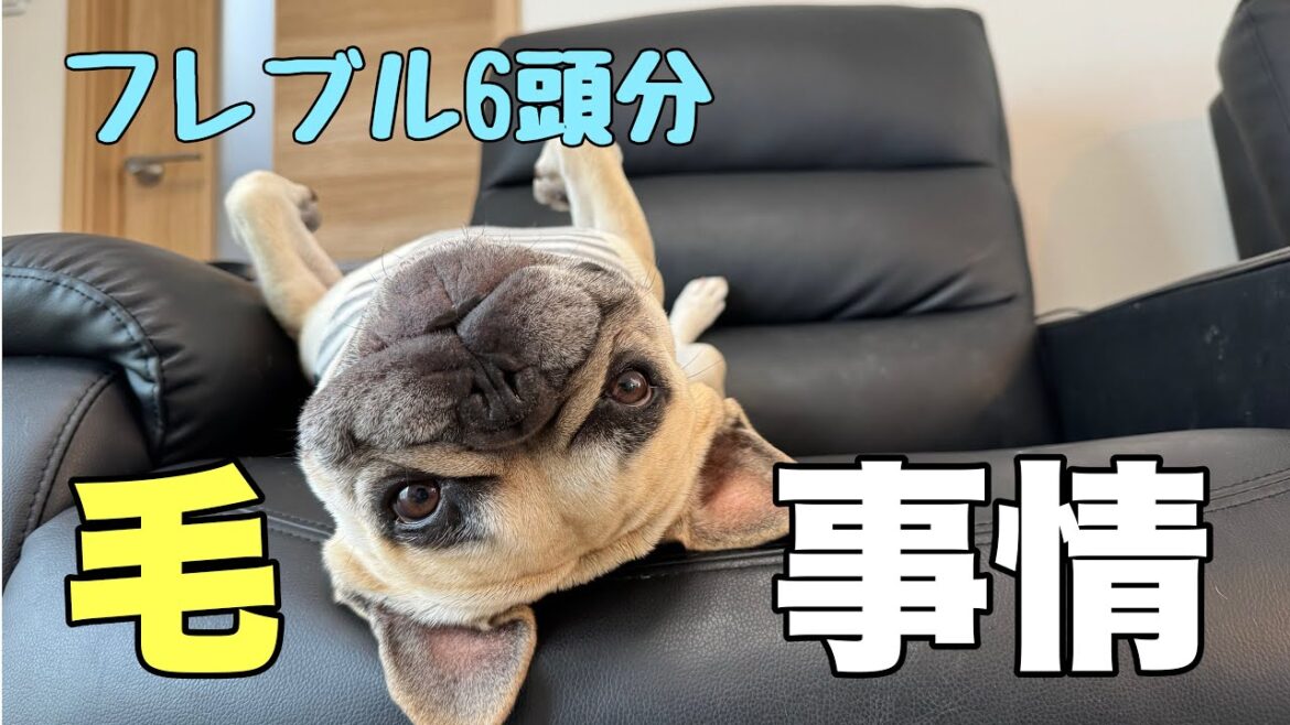 フレブル6頭分の抜け毛がハンパない💦そこで掃除機を新調しましたｗ