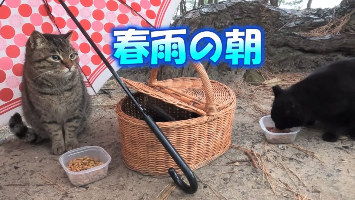【海岸猫252】春雨の土曜日  迫るボス猫&逃げるナンバー２ 2025.3.15