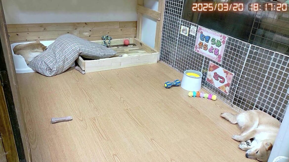 柴犬なつ！子育て生配信【生後192日】セカ主様！今夜もお世話になります！
