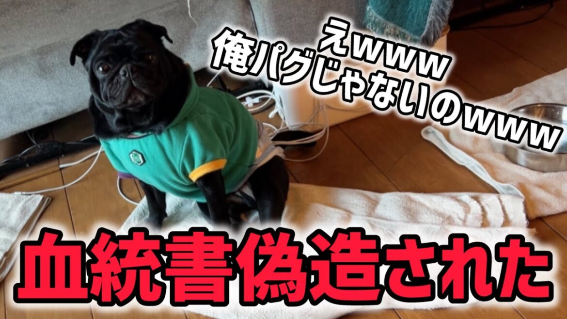 愛犬パグの血統書が偽造されたのでペットショップを訴えます