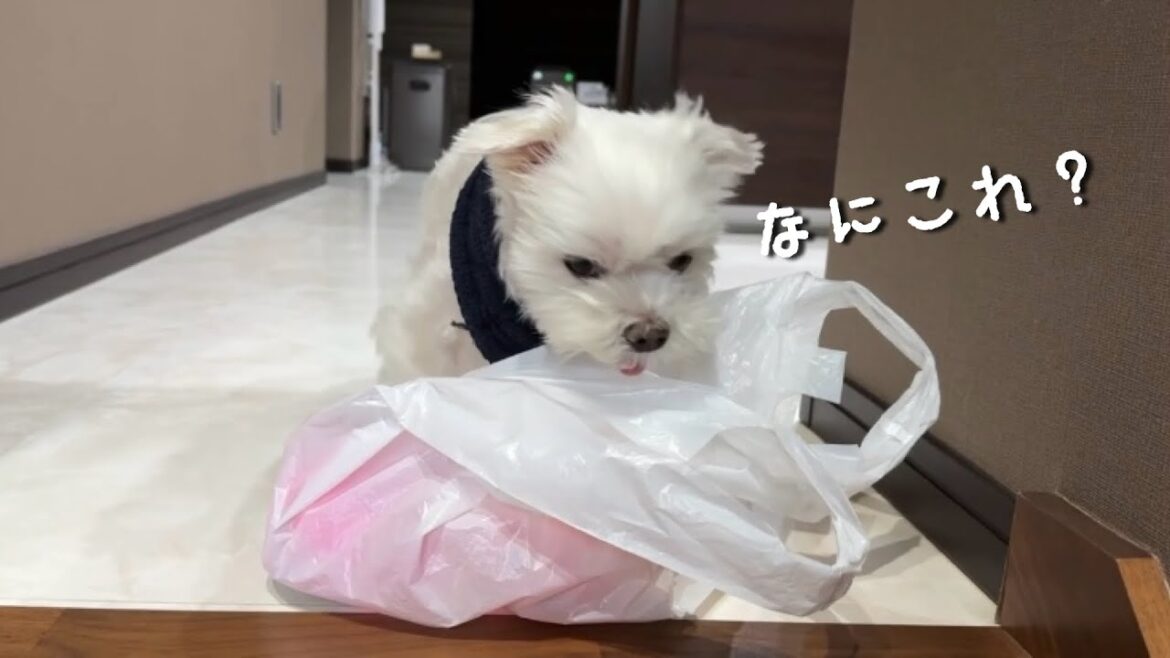 愛犬にお土産をあげたら絶望されてしまいました