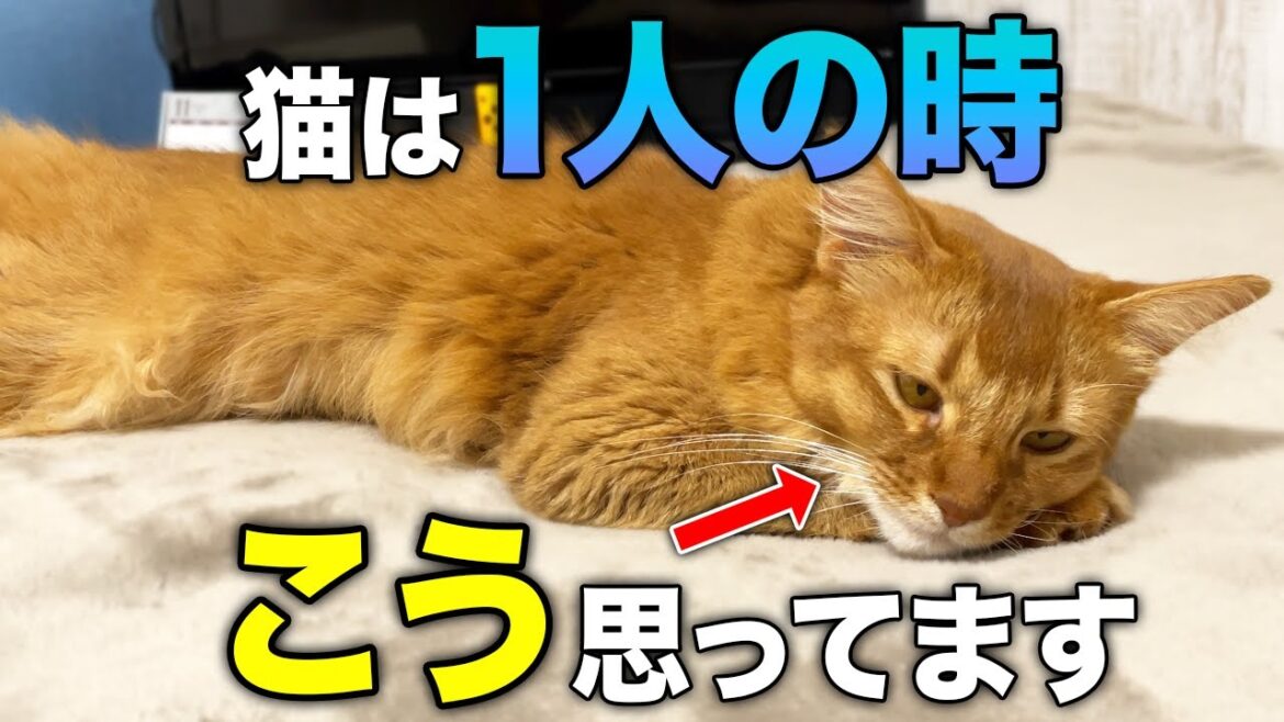 【完全版】愛猫がひとりでいる時の気持ちや意外な本音8選 【完全版】愛猫がひとりでいる時の気持ちや意外な本音8選