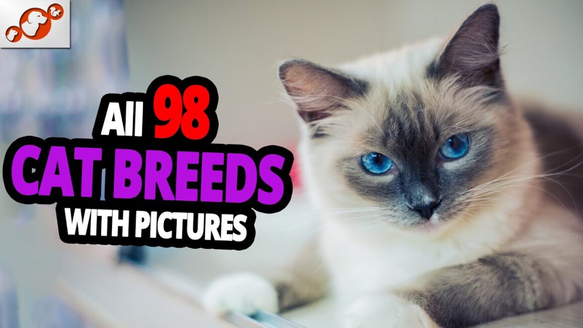 🐈 All Cat Breeds A-Z With Pictures! (all 98 breeds in the world) 🐈 All Cat Breeds A-Z With Pictures! (all 98 breeds in the world)