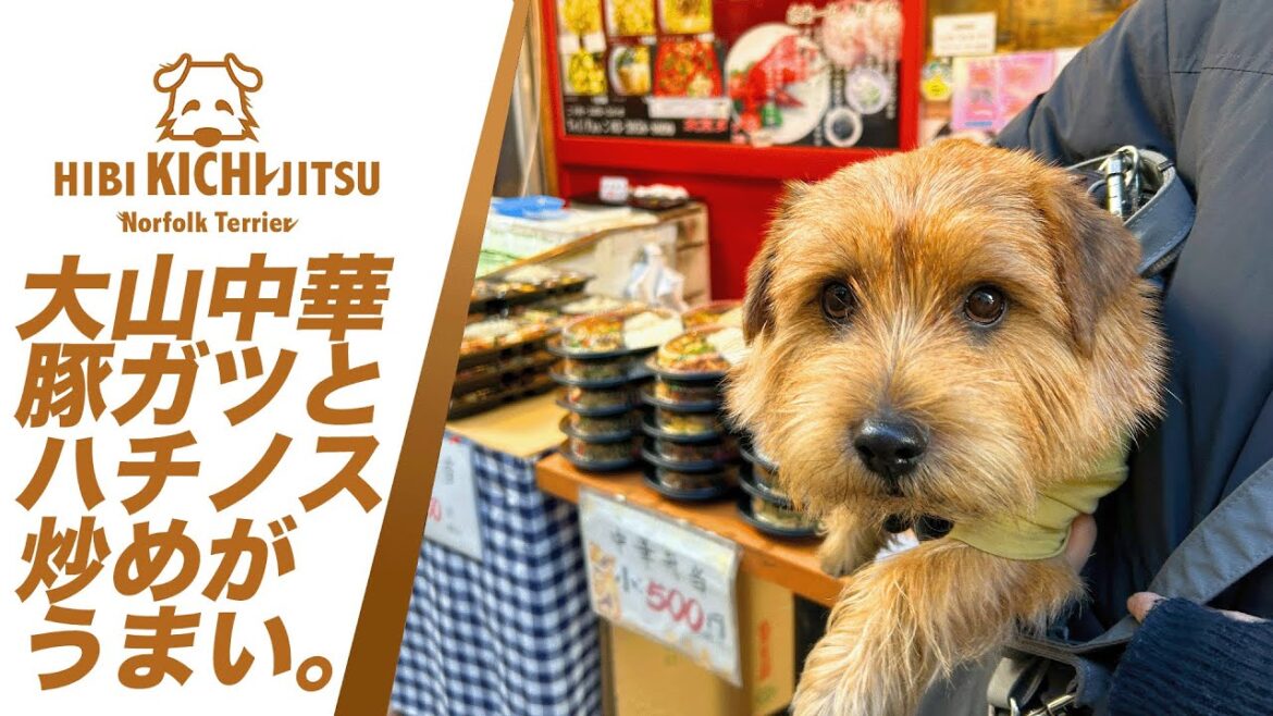 愛犬キチ 大山の中華  豚ガツとハチノス【 ノーフォークテリア kichi norfolkterrier  吉 dog】