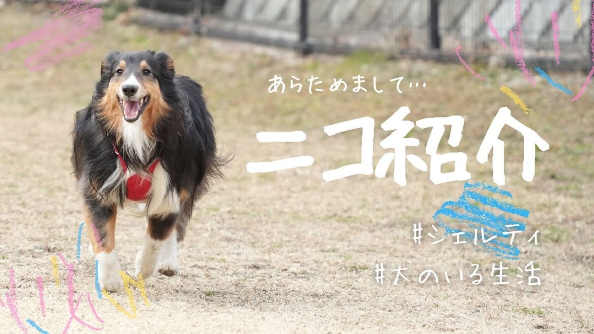 改めまして、ニコ紹介します！【子犬4ヶ月】【シェットランドシープドッグ】【シェルティ】【多頭飼い】