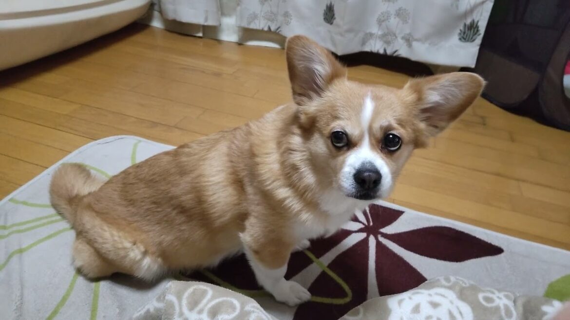 今朝のちょび【ちょび】【コーギー×ペキニーズ】