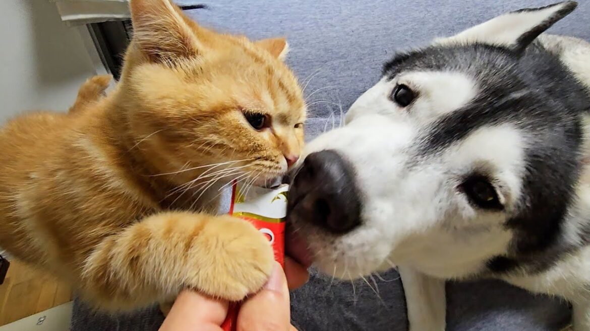 人生初チュールで昇天した子猫とハスキー犬がこちらです 人生初チュールで昇天した子猫とハスキー犬がこちらです