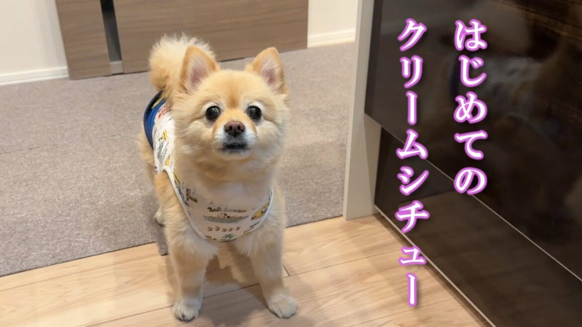 初めてクリームシチューを食べた愛犬の反応がこちら…笑
