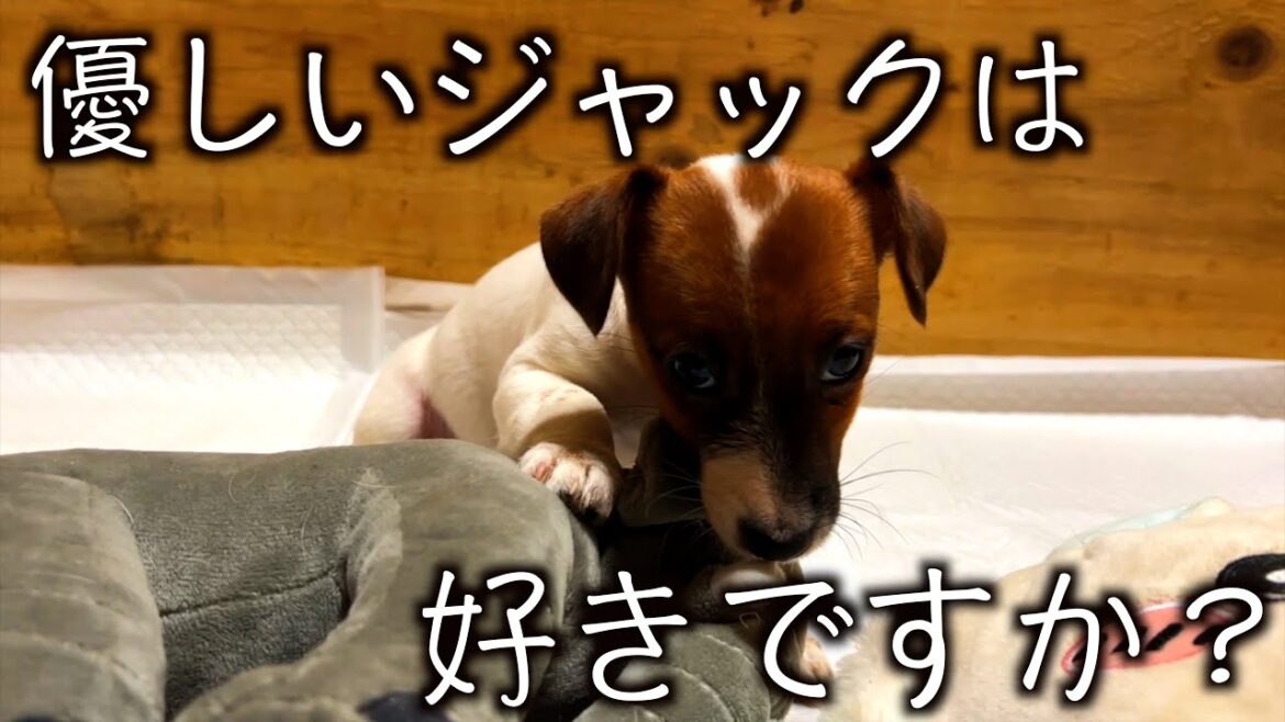 【 ジャックラッセルテリア 】優しすぎる仔犬ちゃんは可愛すぎます！「にくきゅう」