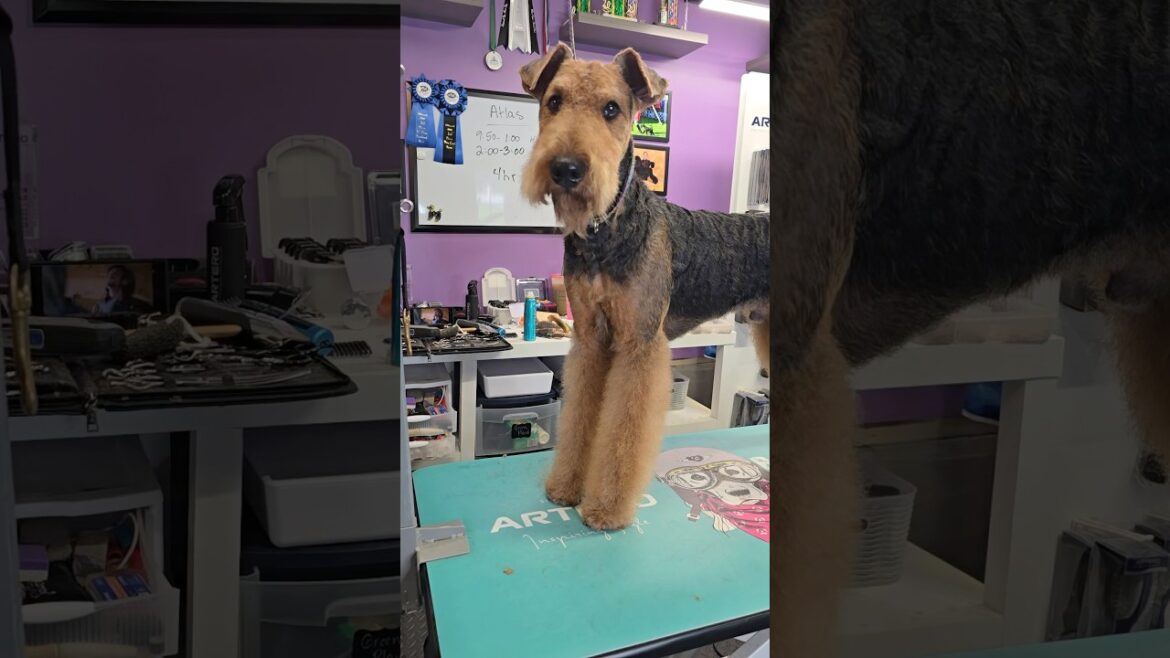 ✨🐾 Transformation Tuesday! Meet our stunning wire-haired wonder after a fab grooming session! ✂️💕