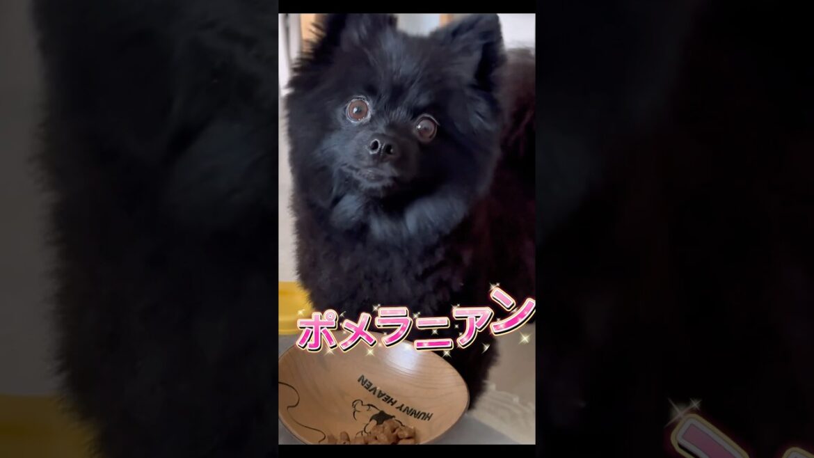 APT. ポメラニアン替え歌 #shorts #ポメラニアン