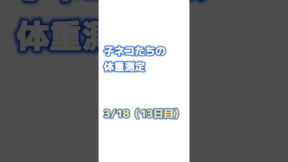 子ネコ5匹の体重測定！13日目 #shorts #ねこがいる生活 #ねこずき #親子猫