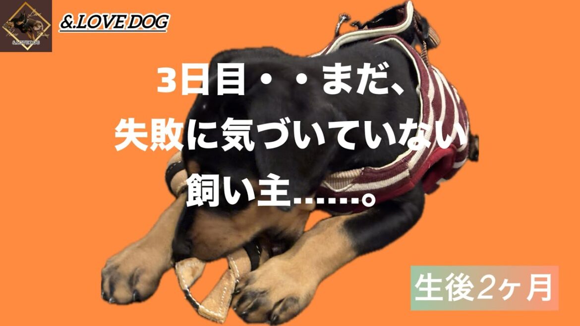 この時点では、まだ気づいていなかった……ドーベルマン子犬に対しての失敗