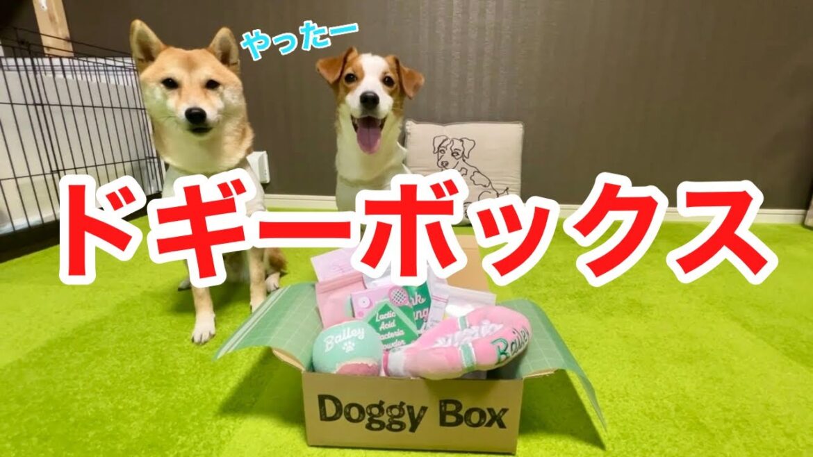 【ドギーボックス】テニスしたらアゴがはずれちゃう豆柴［柴犬ぱんじろうの日常］