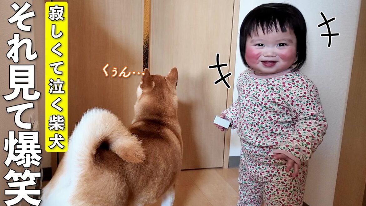ママがお出かけして寂しがる柴犬を見た1歳児、まさかの爆笑リアクションwww ママがお出かけして寂しがる柴犬を見た1歳児、まさかの爆笑リアクションwww