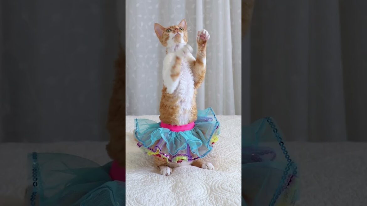 Smart Devon Rex Cat Shows Off Her Tricks #shorts