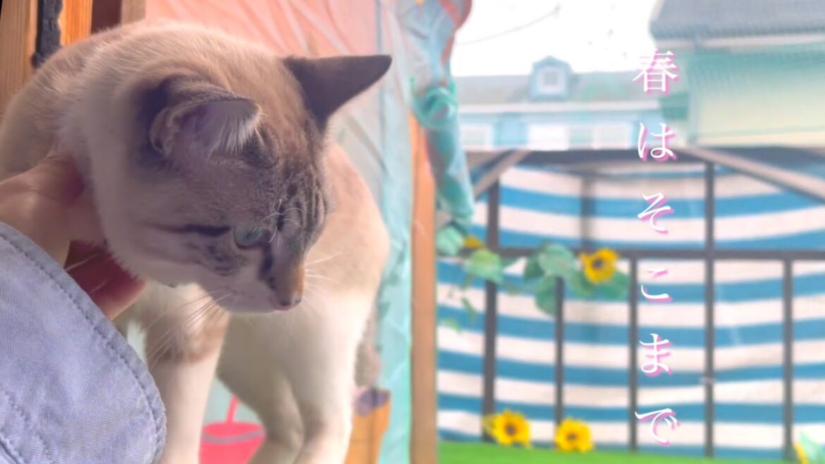 猫たちもお外で遊びたい季節になりました