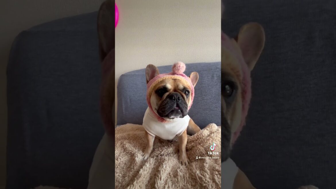 【フレブル】my hat collection【犬コレ】 #フレンチブルドッグ #フレブル #frenchbulldog #frenchie #鼻ぺちゃ #puppy