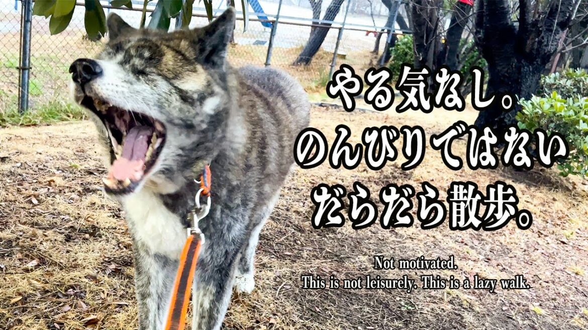 やる気をなくす霧雨散歩☔️お散歩大好き秋田犬秋馬とお菊がダラダラ歩く動画【虎毛】【akita dog】