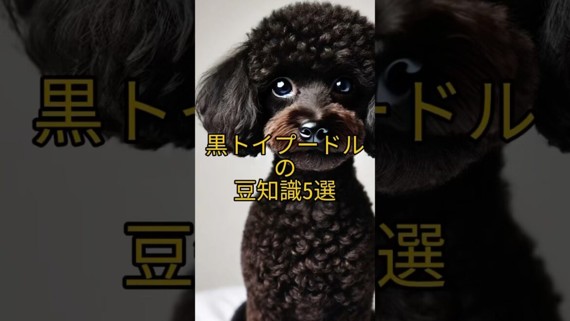黒トイプードルの豆知識5選🐩🖤 #shorts #ビビでばびでboo