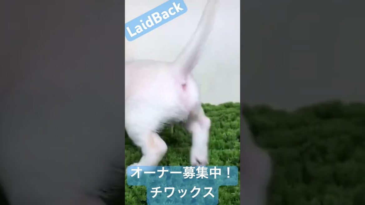 ブリーダーナビ搭載中❗️チワックスの女の子😍