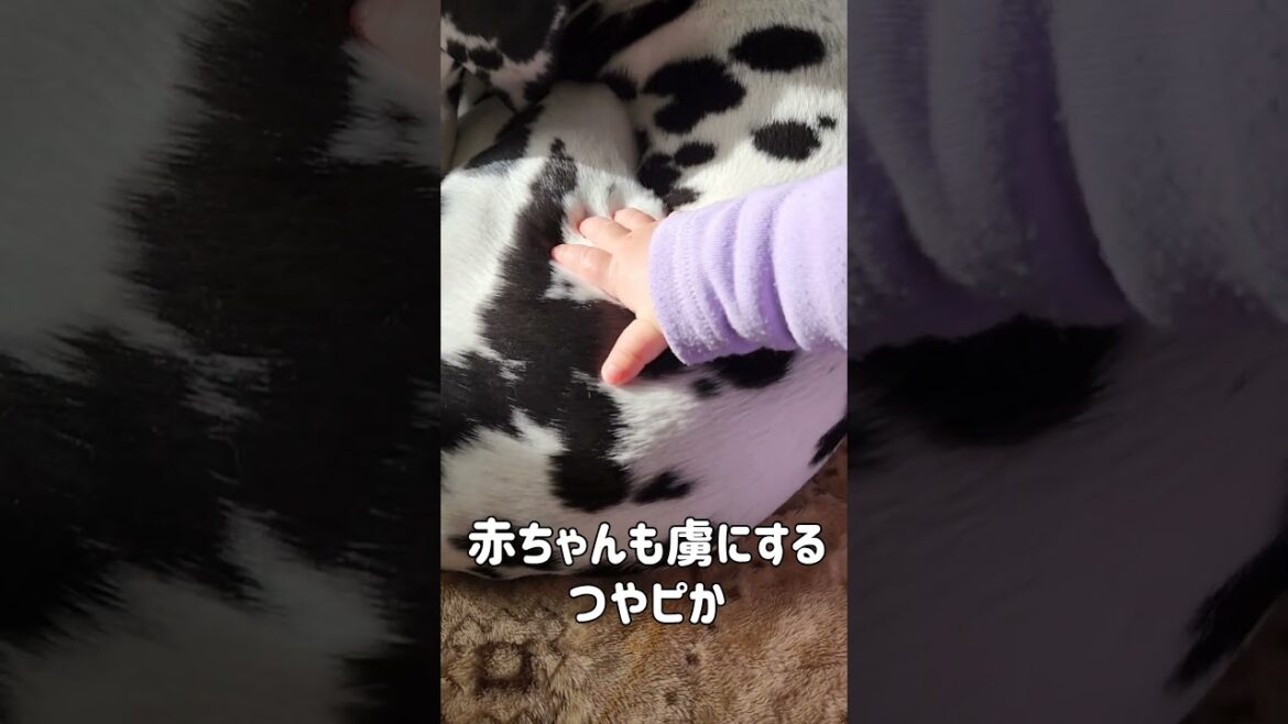つやぴかの…最高峰#赤ちゃん #ダルメシアン #dog #育児 #shorts