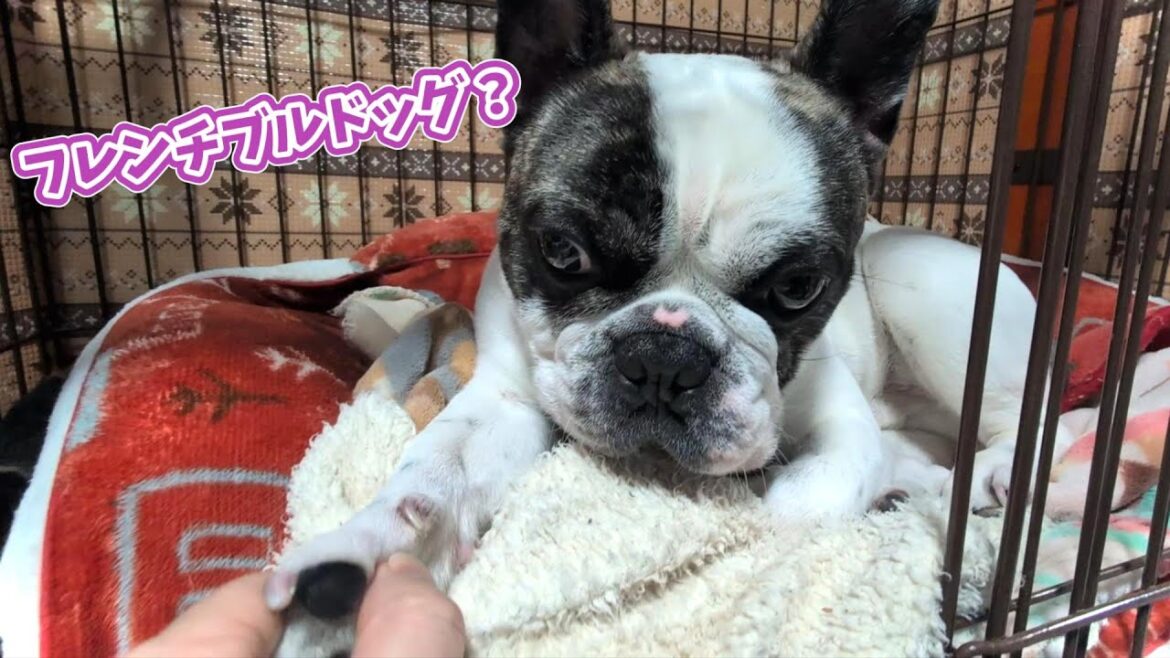 フレンチブルドッグに「フレンチブルドッグ？」と聞いたら無視された。飼い主が好きすぎるフレンチブルドッグ『ぶーちゃん日記』