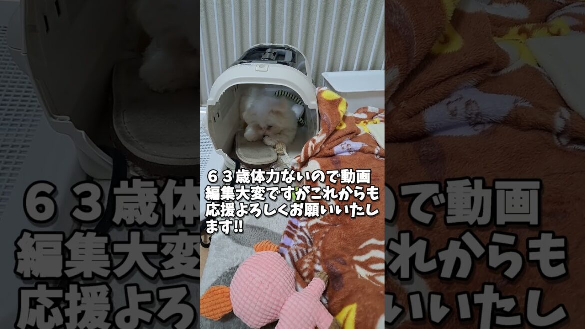 ももちゃんねる＃おもちゃをハウスに持ち帰る＃シニアと暮らすマルチーズパピー #可愛い＃おもちゃ＃クレート #眠る＃遊ぶ＃スリッパ
