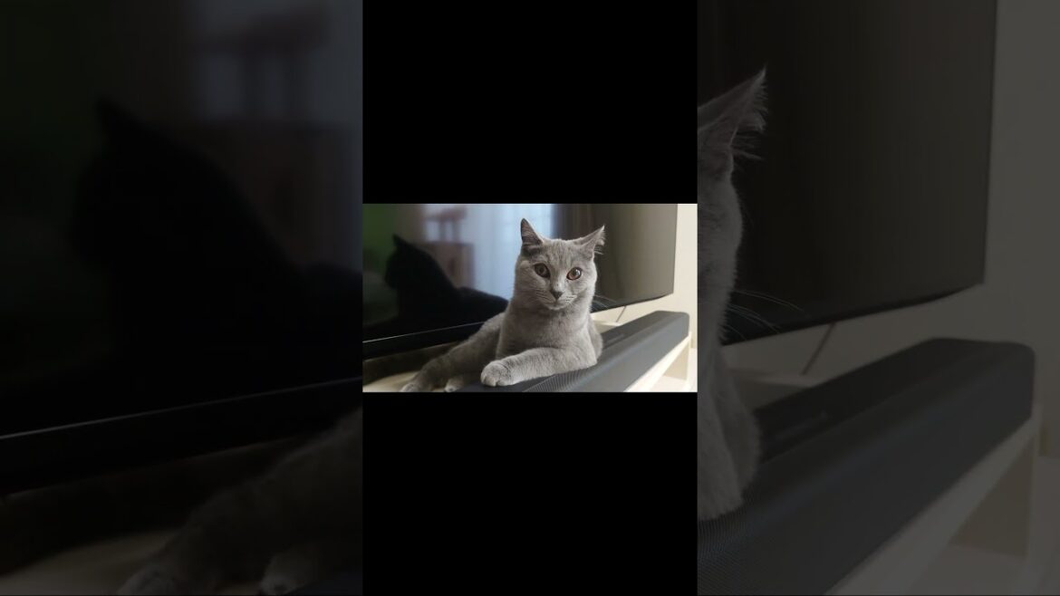 【猫動画】ひじをかける子猫 #shorts #猫 #ネコ #シャルトリュー  #cat  #ねこ #子猫 【猫動画】ひじをかける子猫 #shorts #猫 #ネコ #シャルトリュー  #cat  #ねこ #子猫