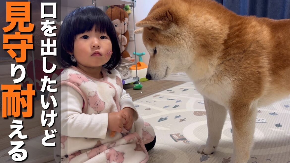 夫婦の真似をしたい１歳児を見守り、１歳児以上に頑張って耐える柴犬